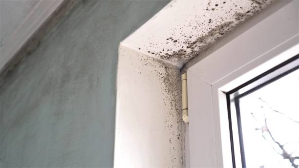 Best Attic Mold Removal  in Daytona Beach, FL