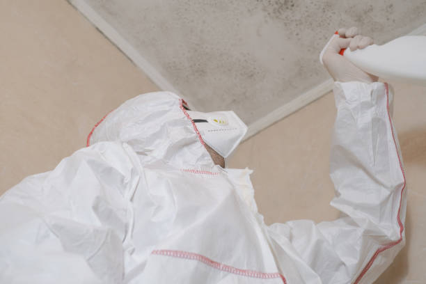 Best Certified Mold Removal  in Daytona Beach, FL